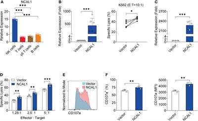 LncRNA NCAL1 potentiates natural killer cell cytotoxicity through the Gab2-PI3K-AKT pathway